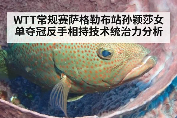 WTT常规赛萨格勒布站孙颖莎女单夺冠反手相持技术统治力分析